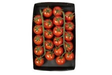 Noordertrots mini tros cherry tomaatjes